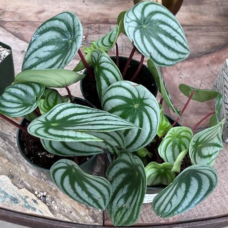 Watermelon Peperomia