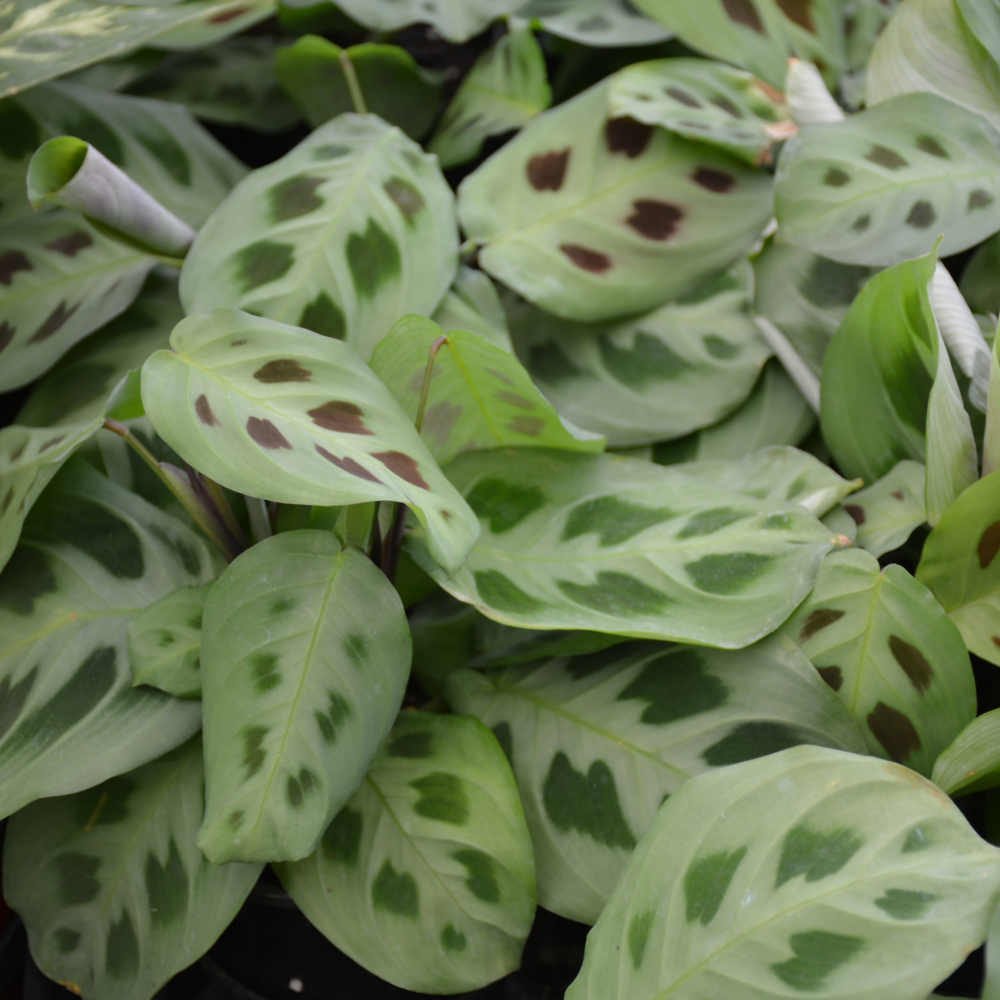 Prayer Plant