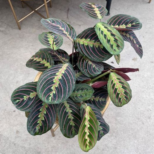 Prayer Plant