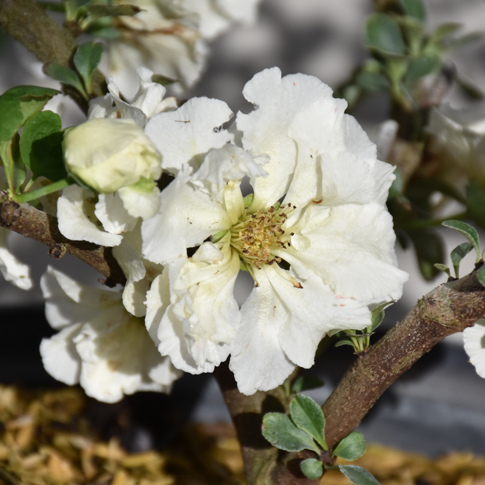 Double Take Eternal White Flowering Quince