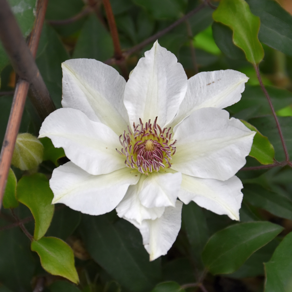 Boulevard® Kitty Clematis