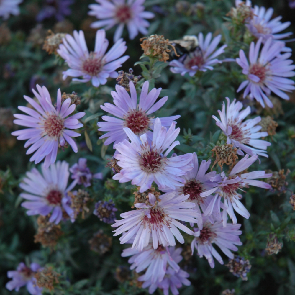 Stoke's Aster