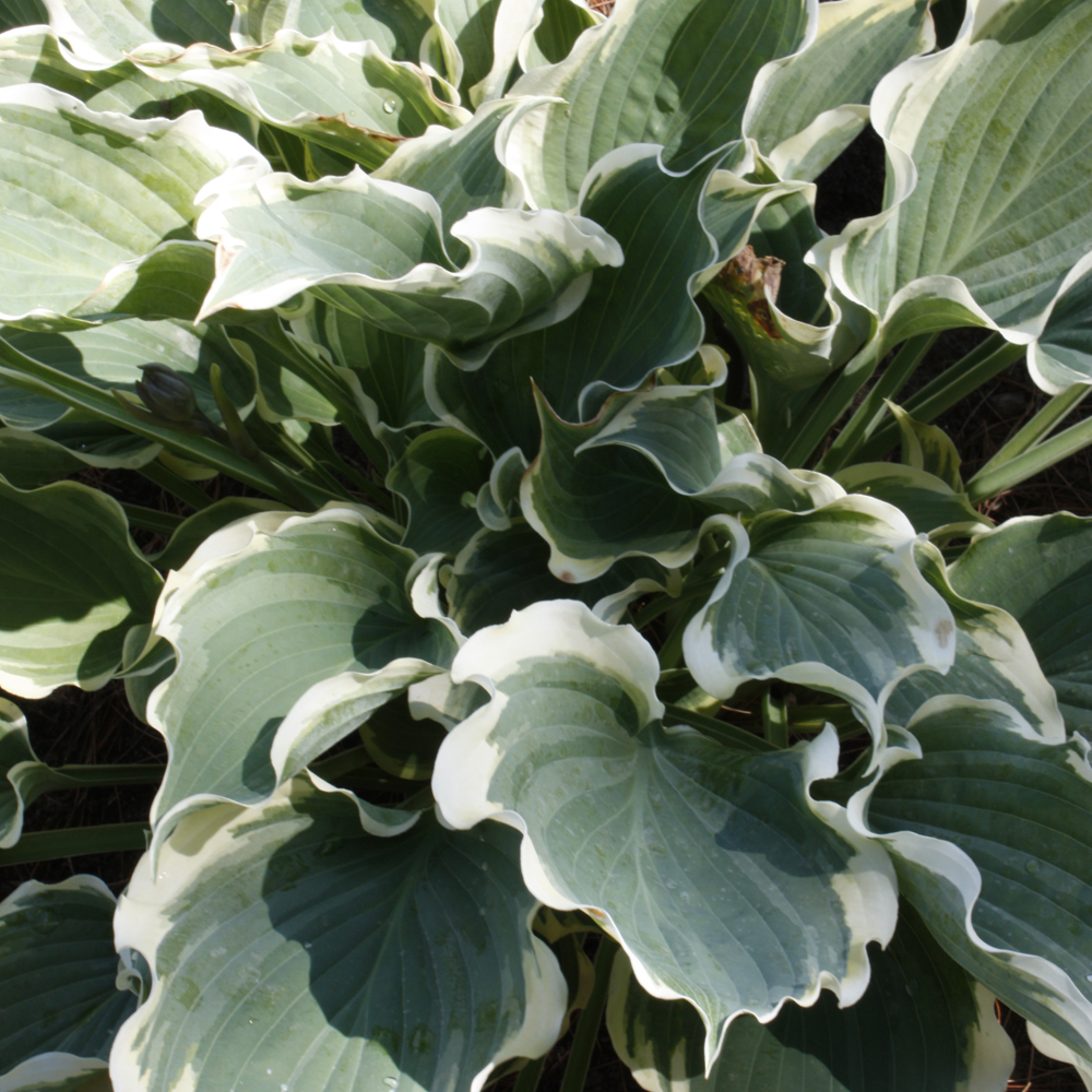 Weston Nurseries Shadowland® Hope Springs Eternal Hosta