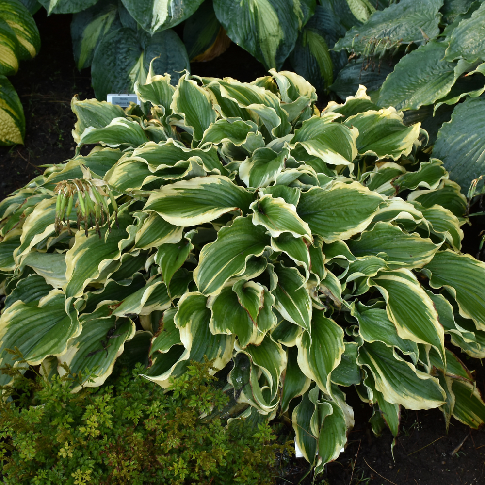 Shadowland® Voices In The Wind Hosta