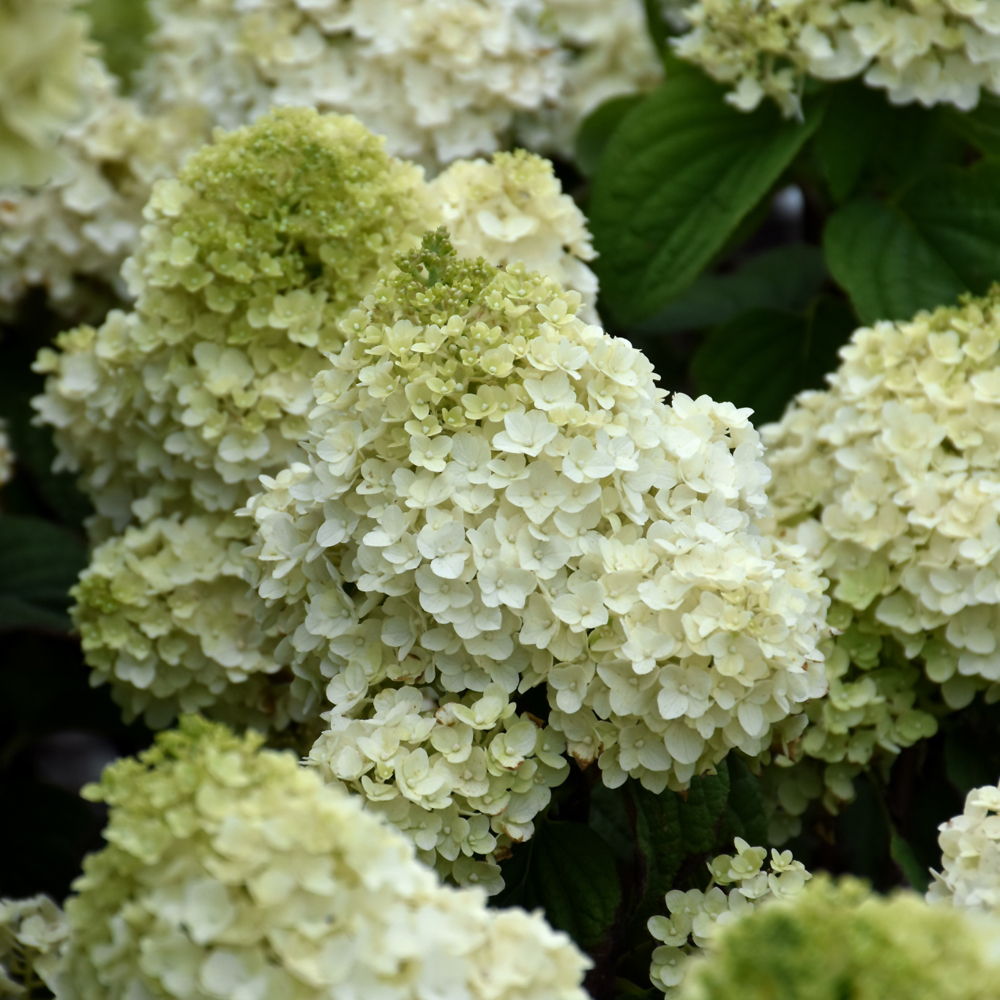 Weston Nurseries - Little Hottie® Hydrangea