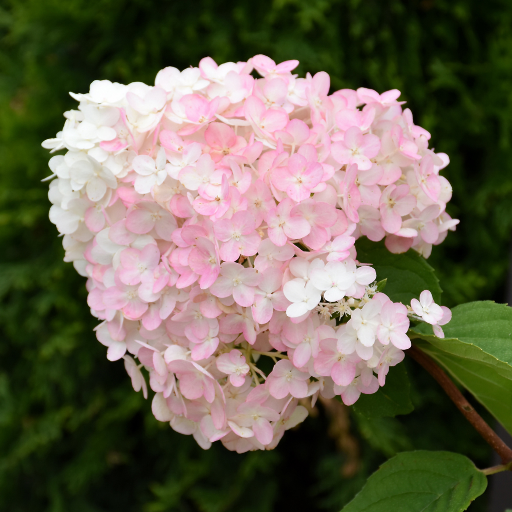 Strawberry Shake Hydrangea