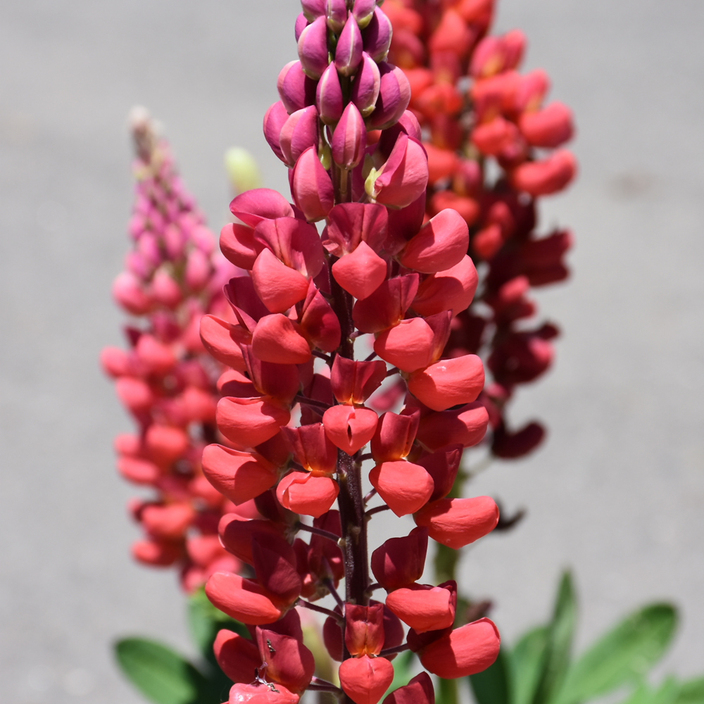 West Country Towering Inferno Lupine