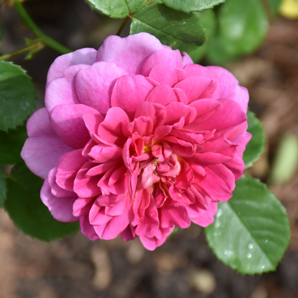 Climbing Rose