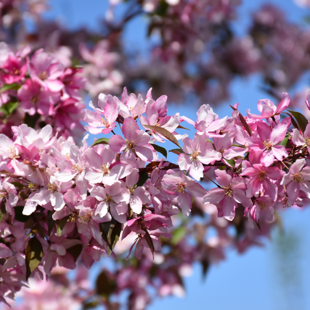 Crabapple