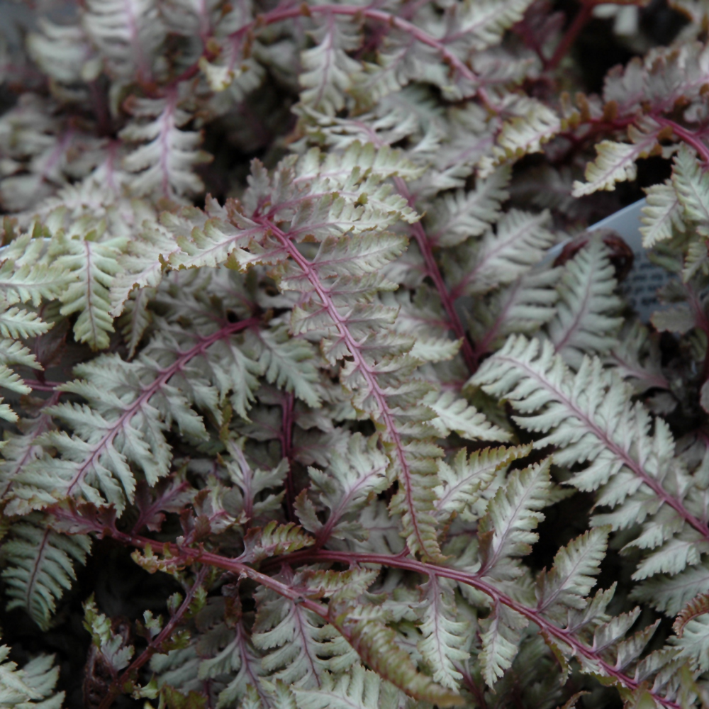 Regal Red Painted Fern