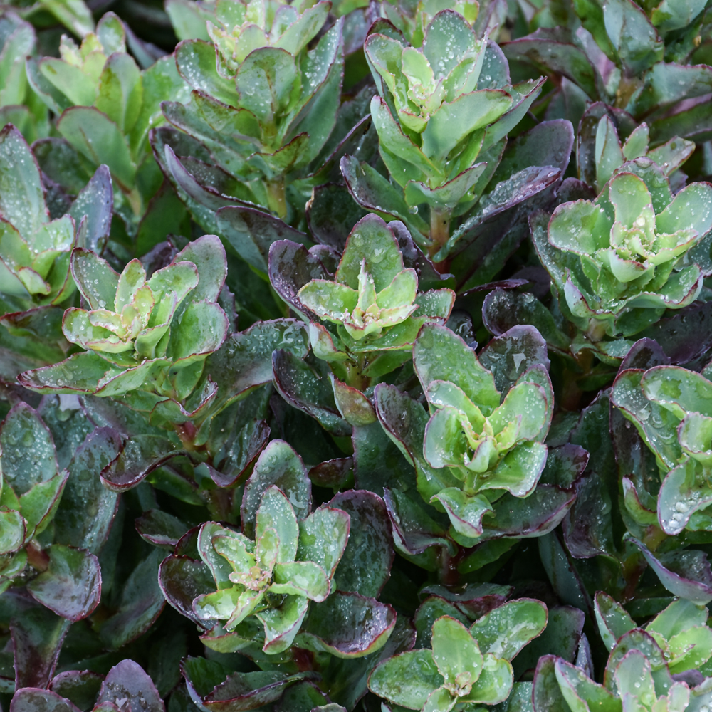 Weston Nurseries Conga Line Sedum