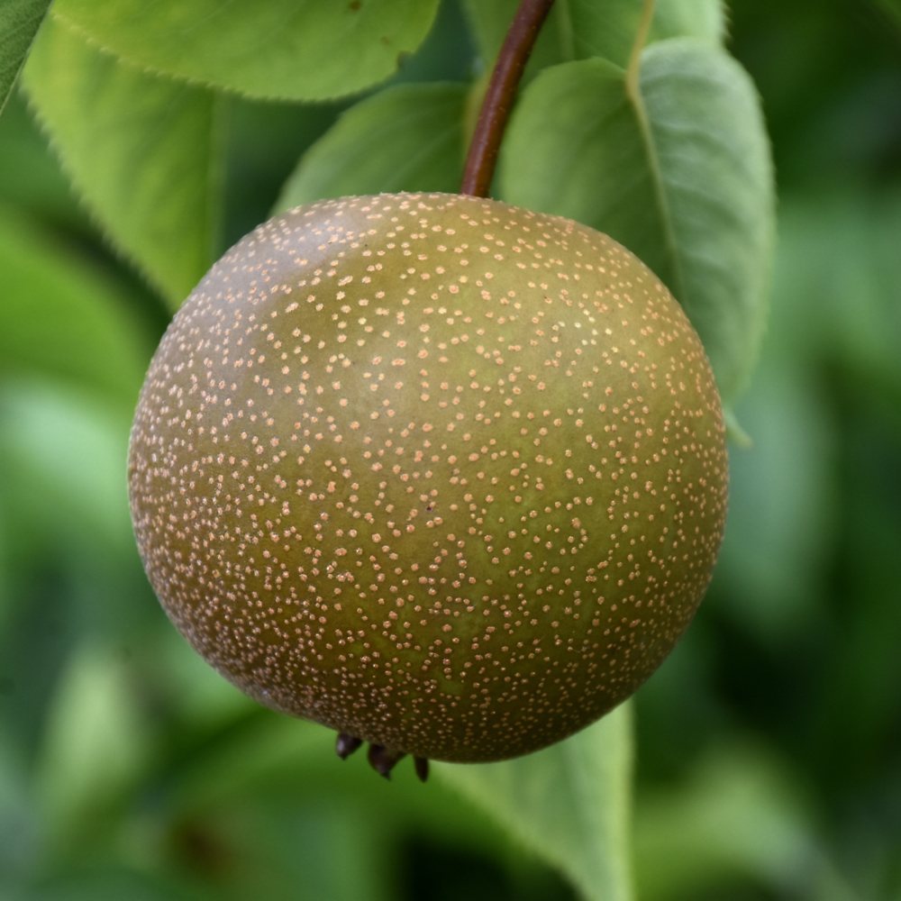 Hosui Asian Pear
