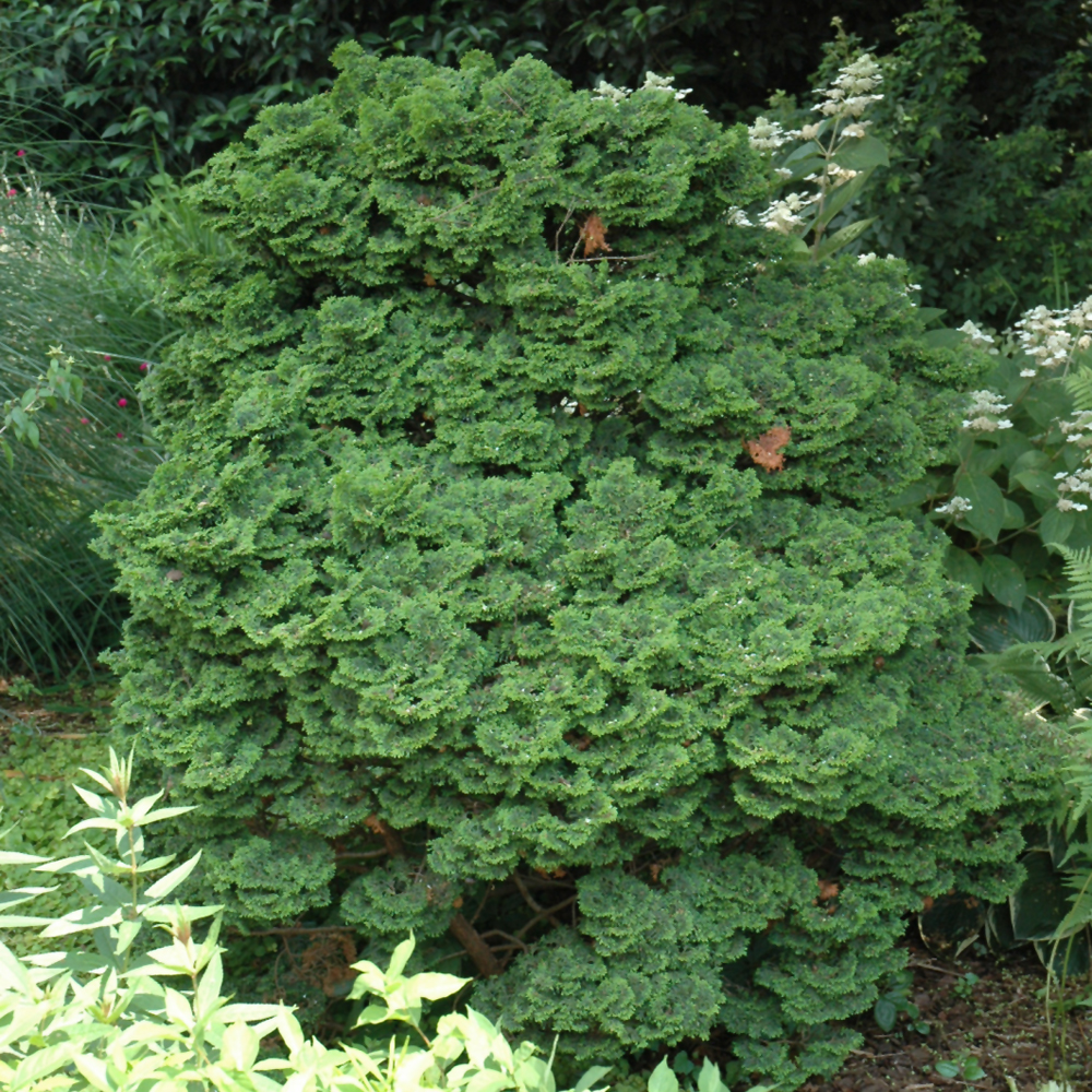 Koster's Falsecypress