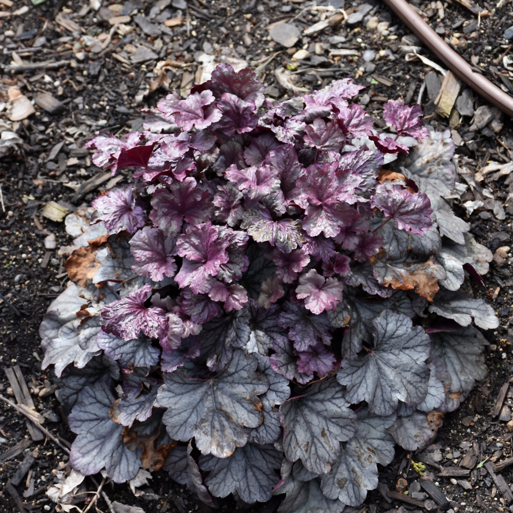 Smoke and Mirrors Coral Bells