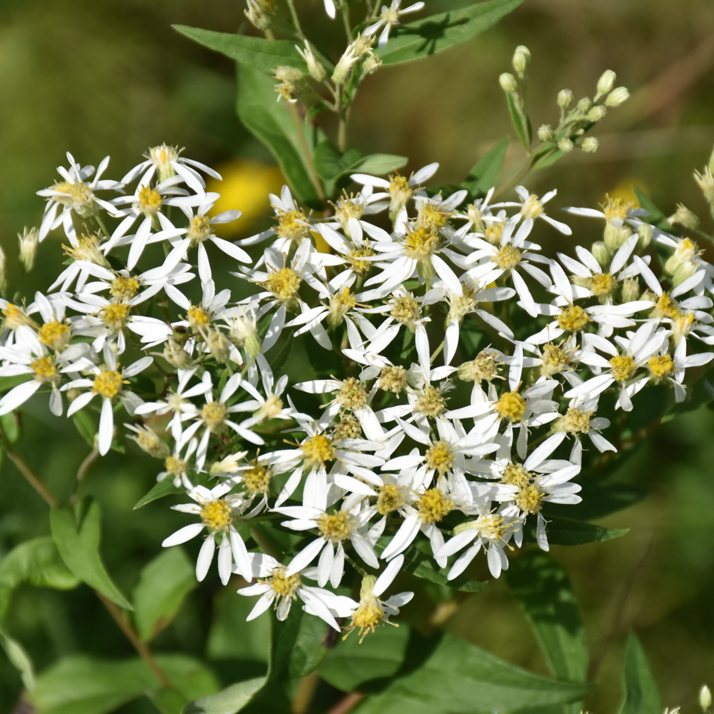 Large-Leaved Aster