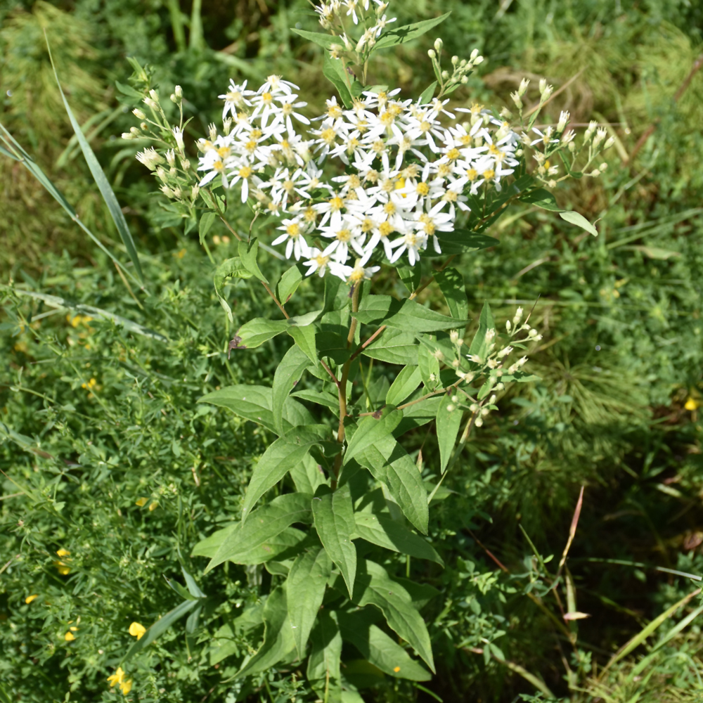 Large-Leaved Aster