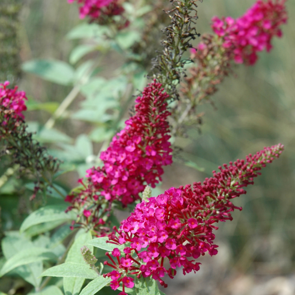 Weston Nurseries Butterfly Candy® Li'l Raspberry™ Butterfly Bush