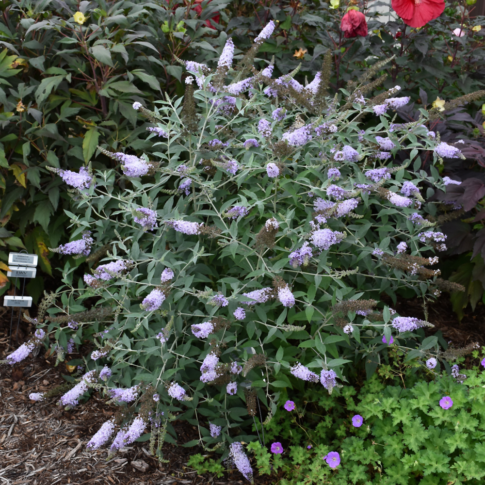 Glass Slippers Butterfly Bush