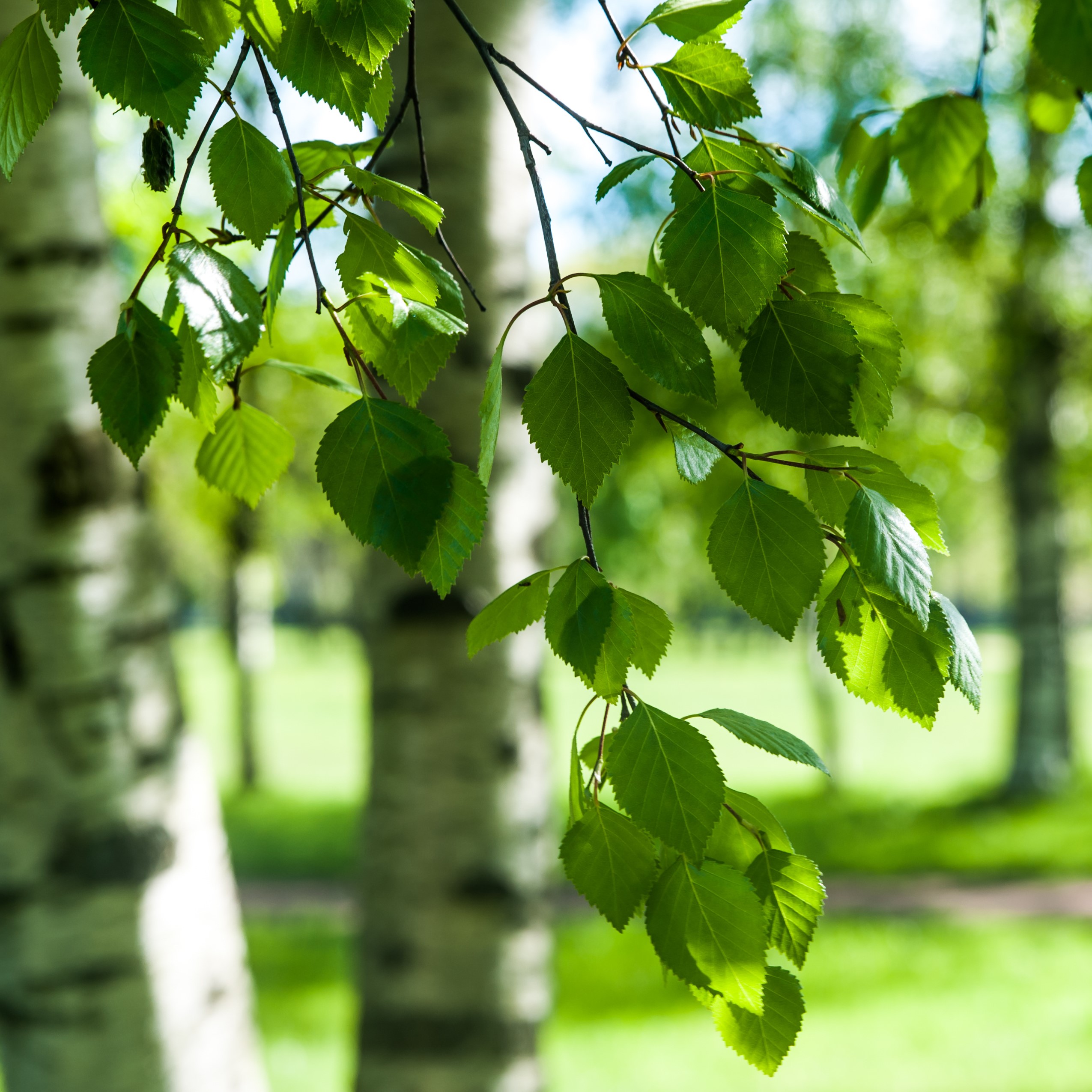 Deciduous Trees