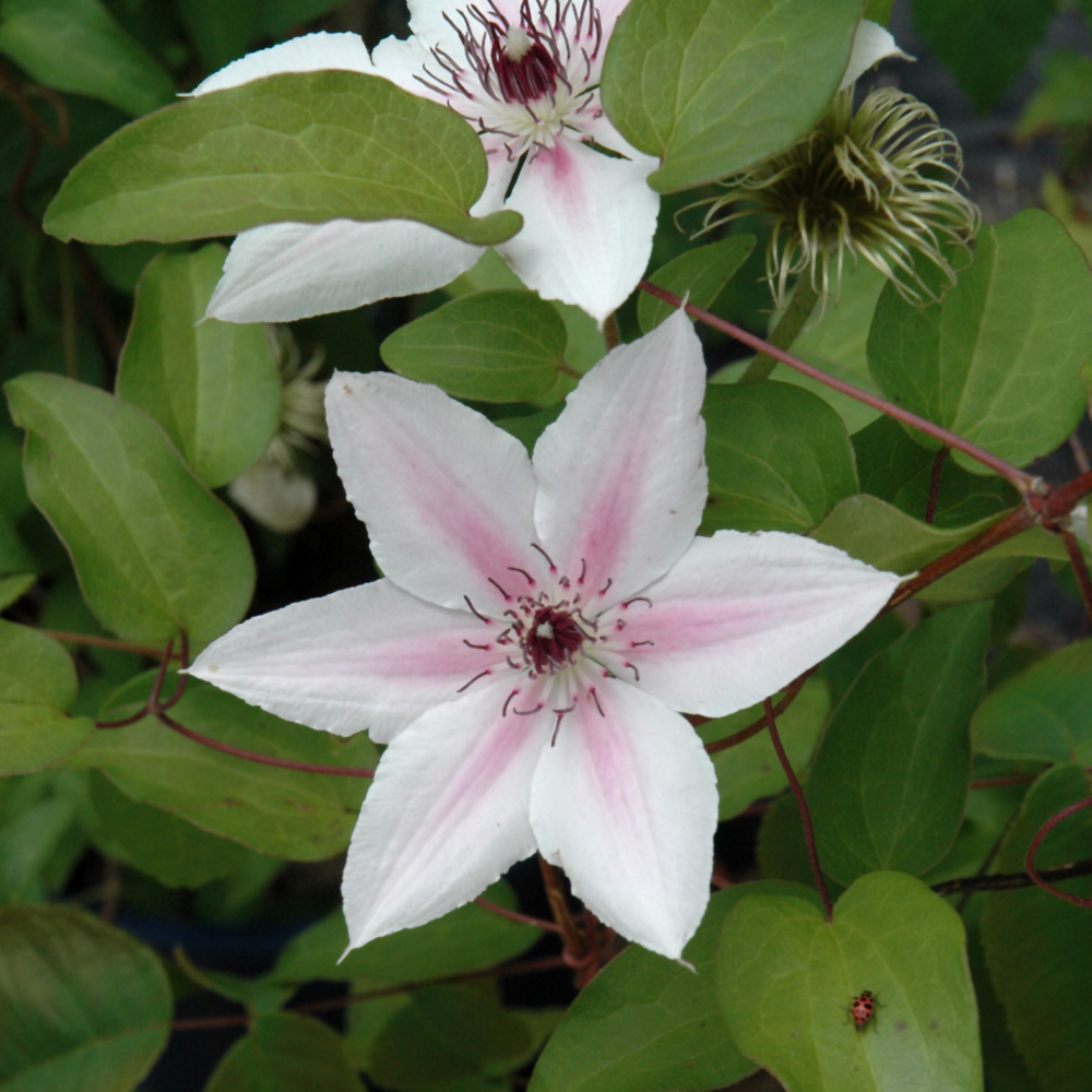 Countess Of Wessex Clematis
