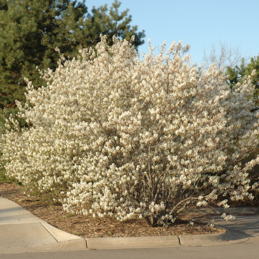 Shadblow Serviceberry