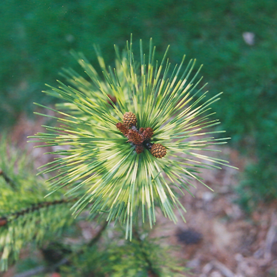 Dragon's Eye Japanese Red Pine