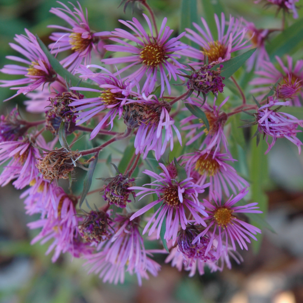 New England Aster