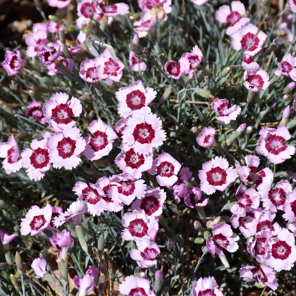 Mountain Frost&trade; Ruby Snow Pinks