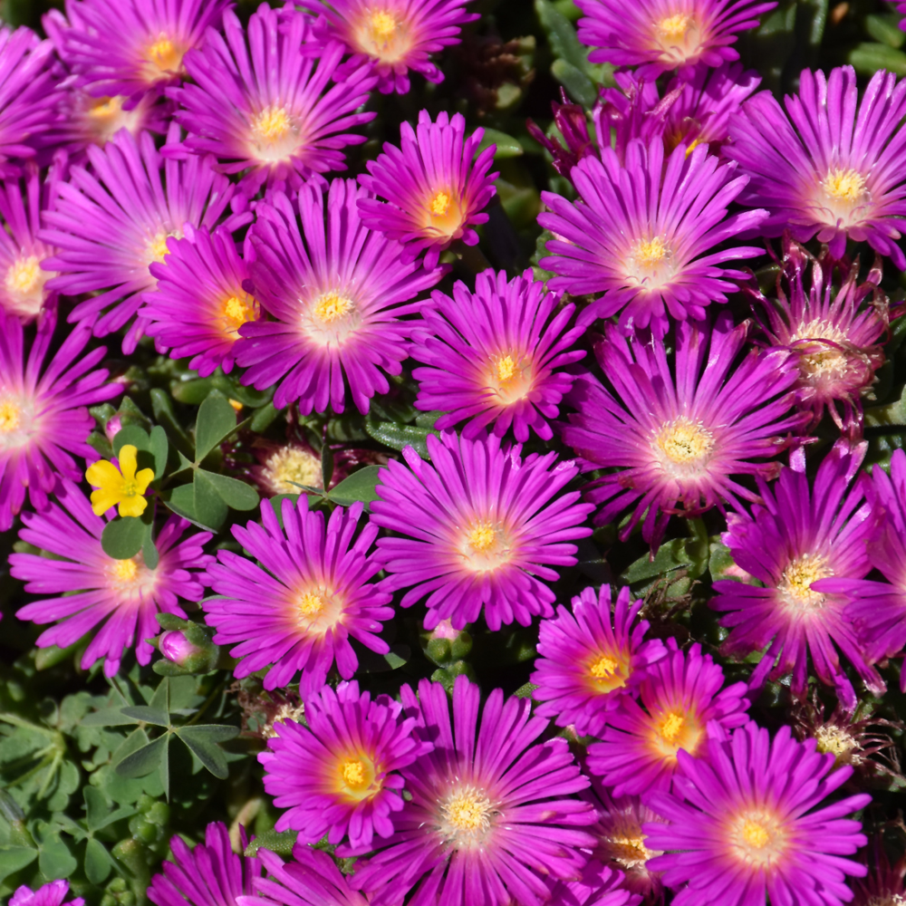 Ocean Sunset&trade; Violet Ice Plant