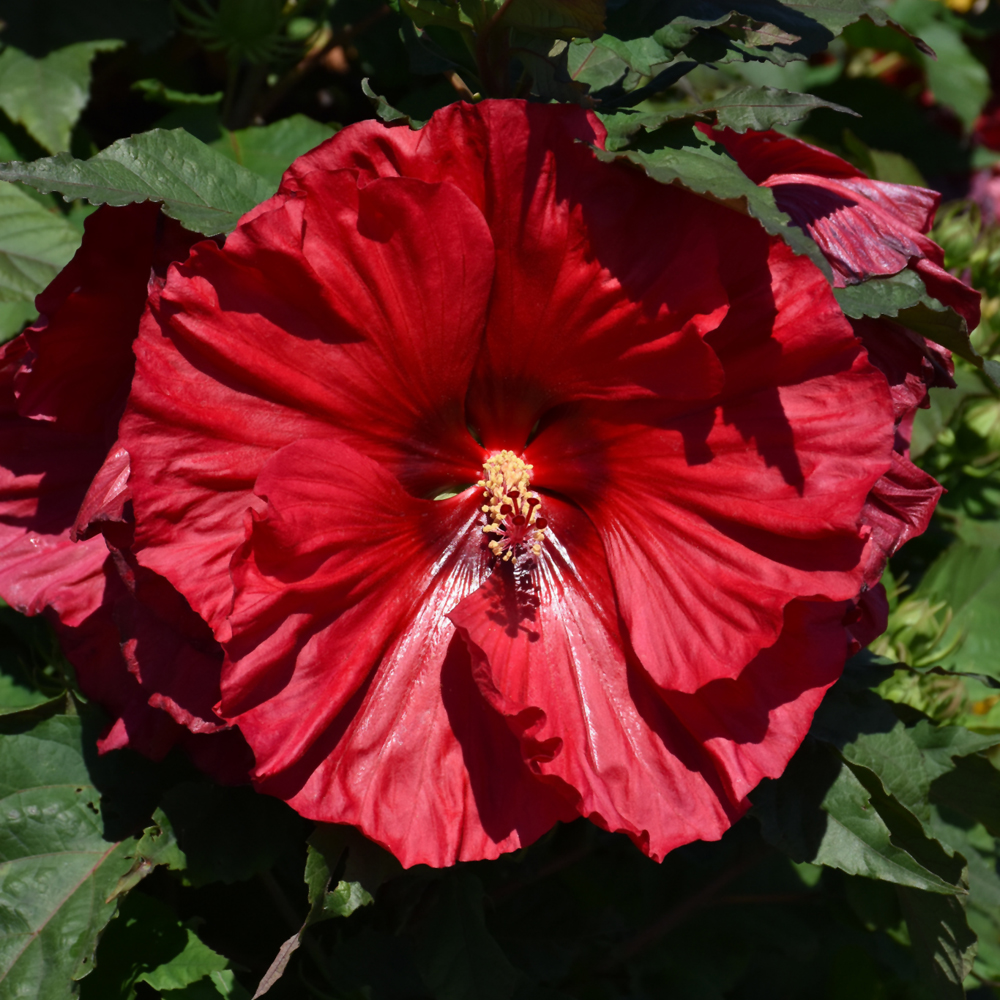 Summerific&reg; Valentine's Crush Hibiscus