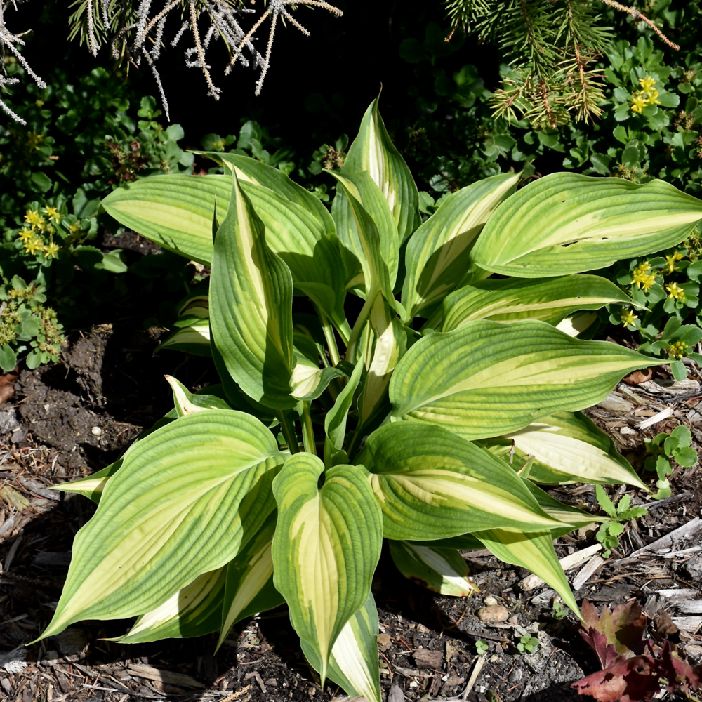 Shadowland&reg; Love Story Hosta