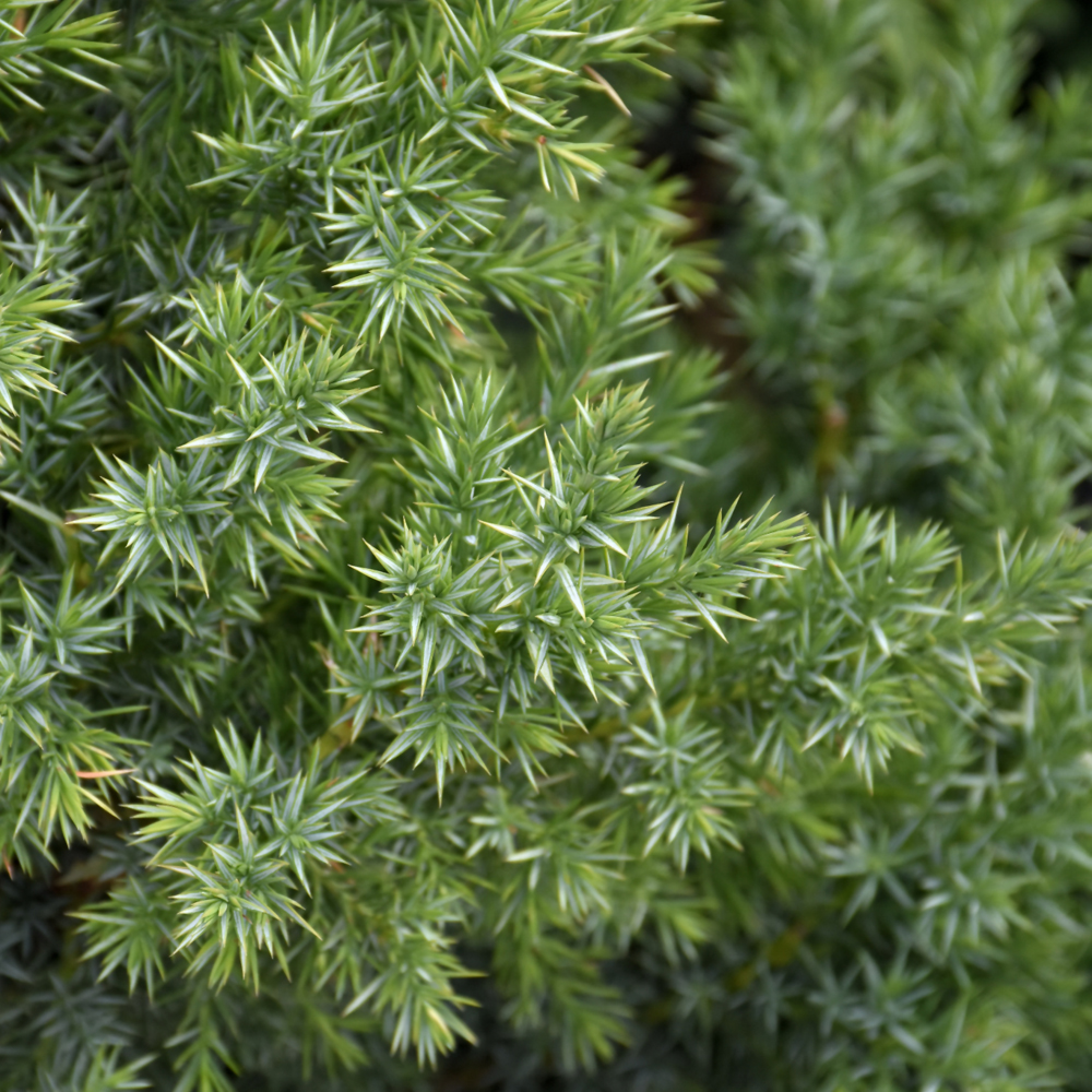 Star Power Juniper