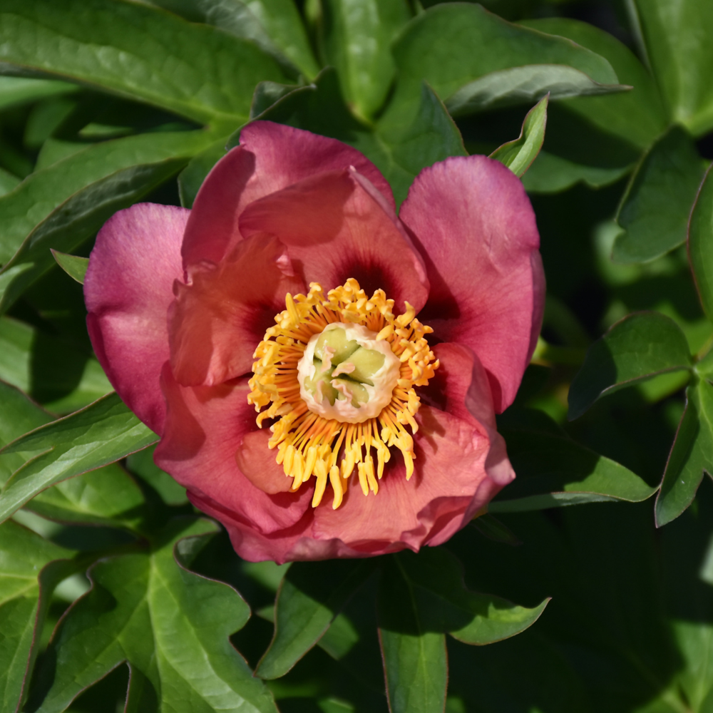 Old Rose Dandy Peony