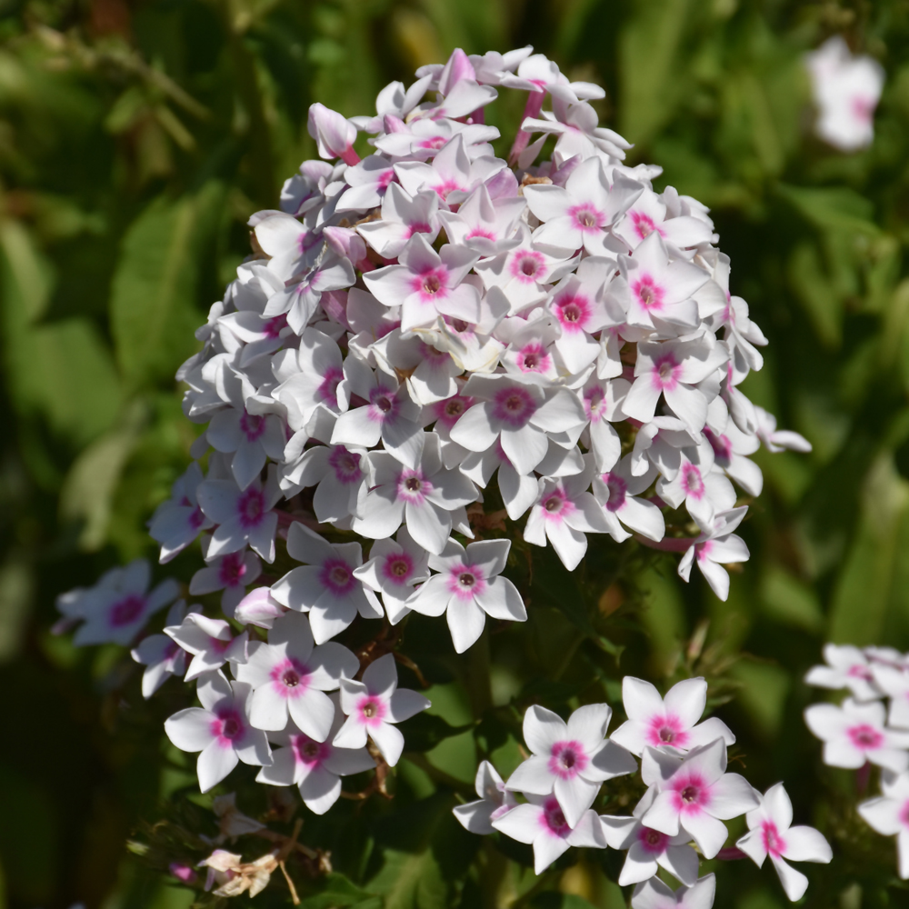 Cherry Cream Garden Phlox