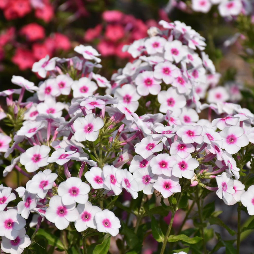 Cherry Cream Garden Phlox