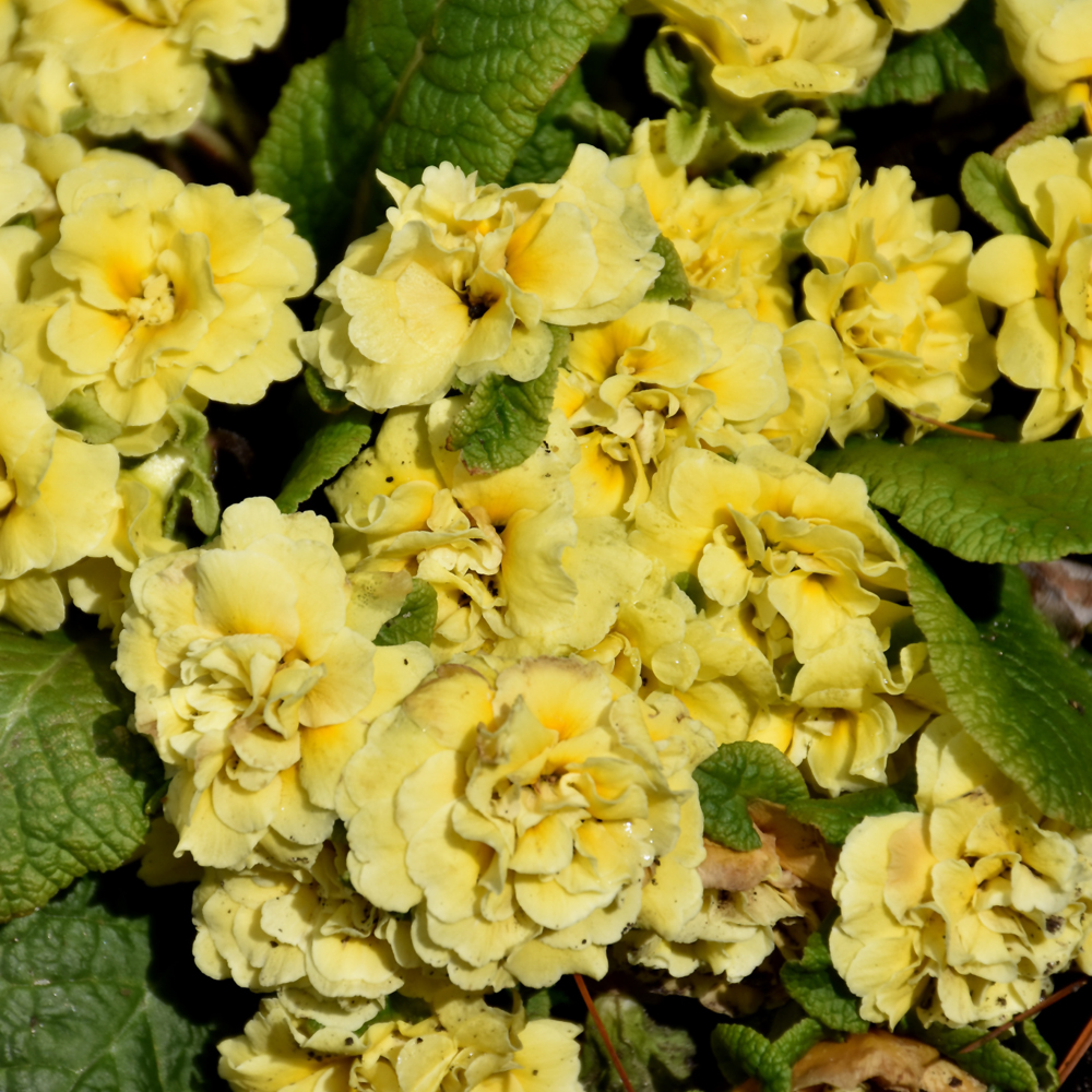 Primrose
