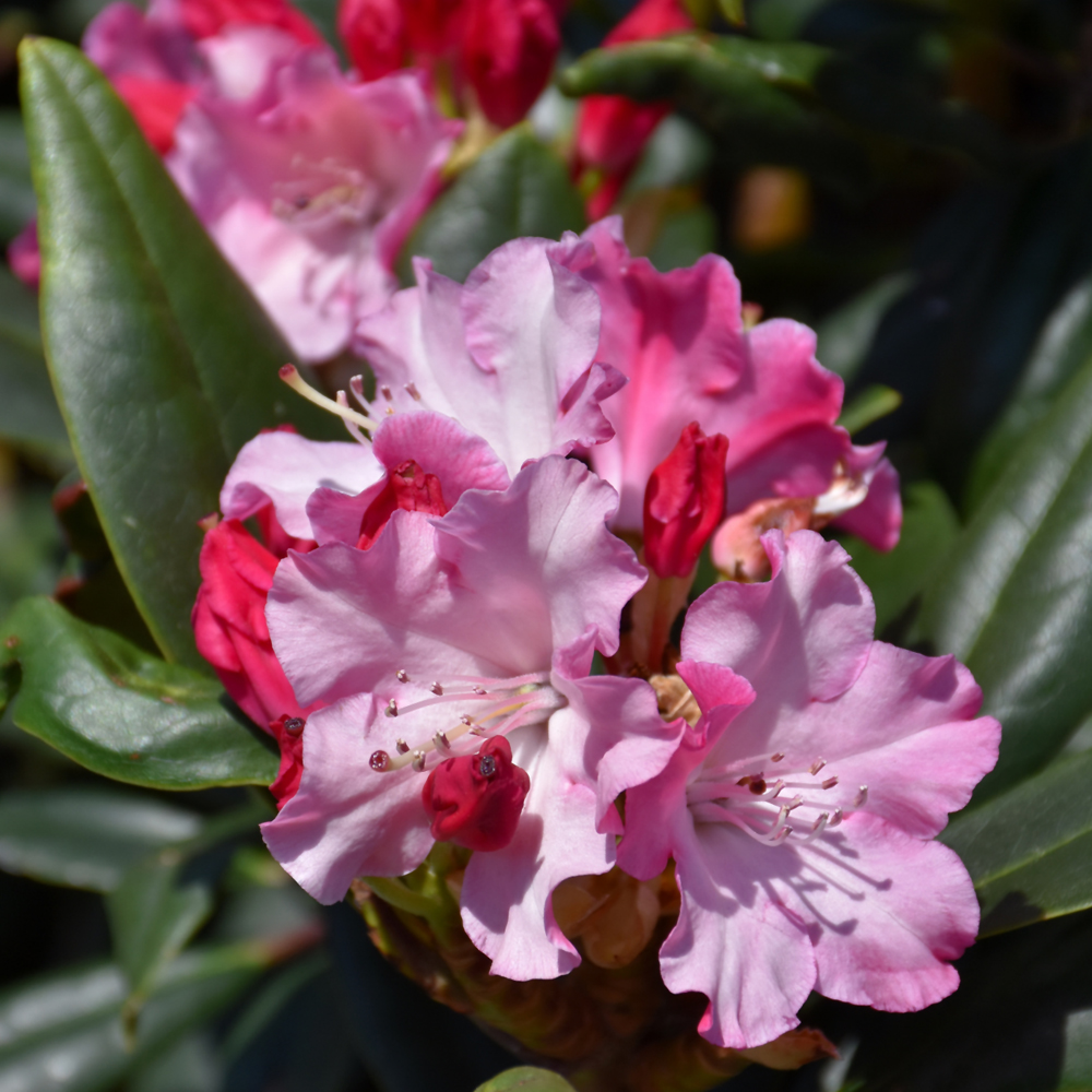 Dandy Man Color Wheel&reg; Rhododendron