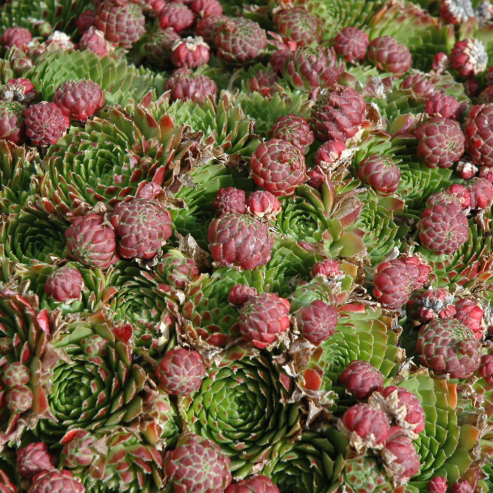 Red Beauty Hens And Chicks