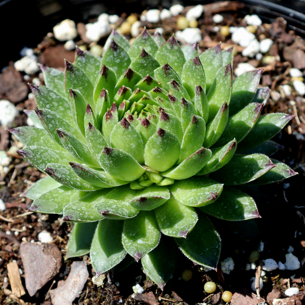 Colorockz&reg; Ruby Lime Hens And Chicks