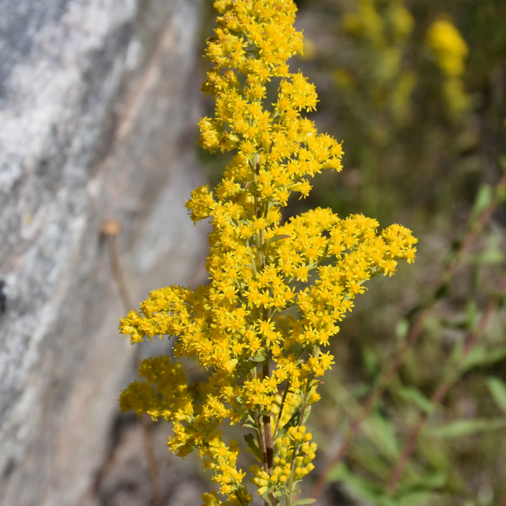 Showy Goldenrod