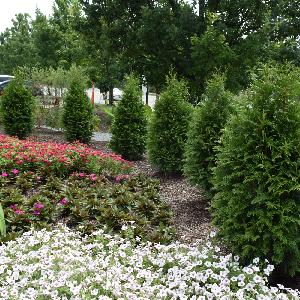 Weston Nurseries - Junior Giant Arborvitae