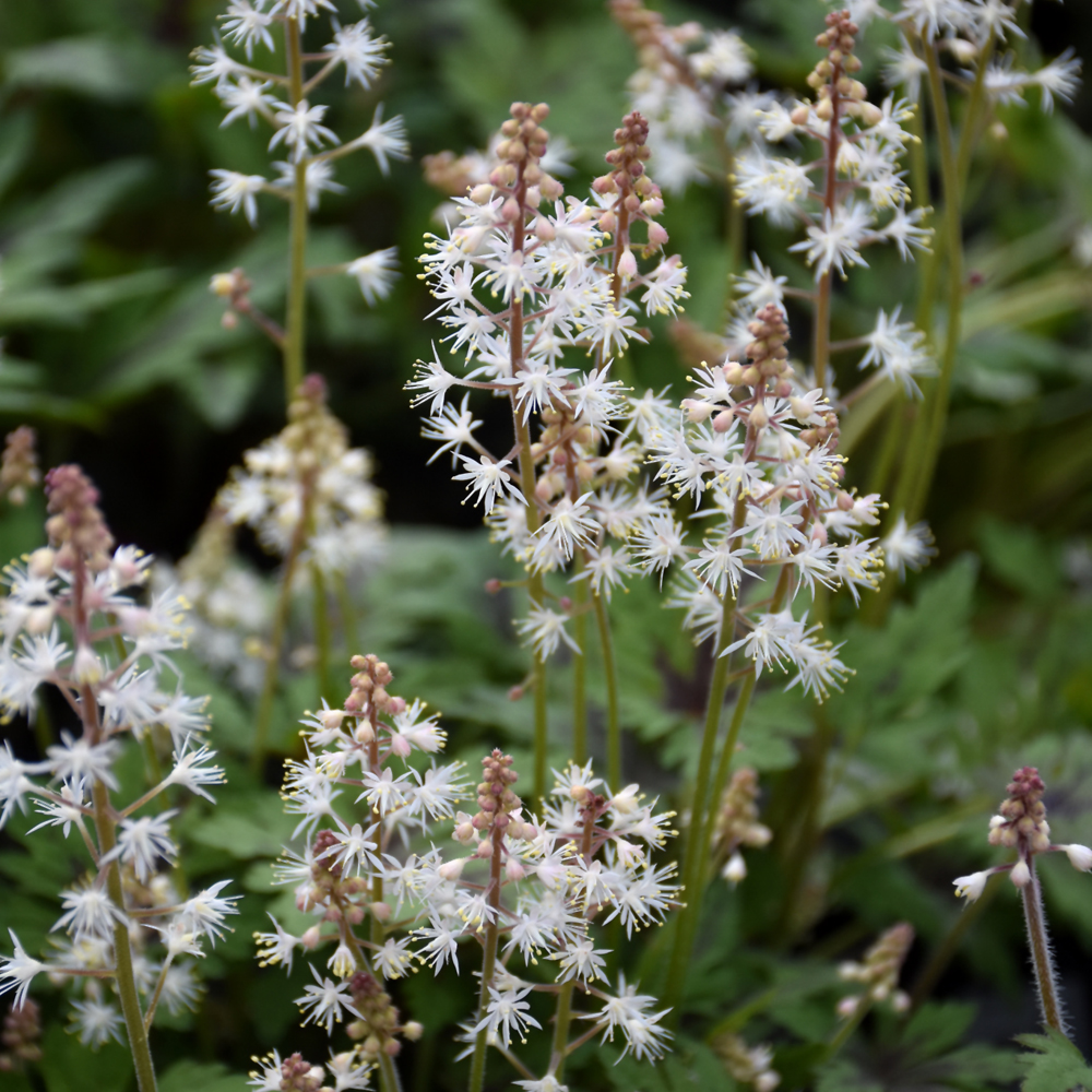 Timbuktu Foamflower