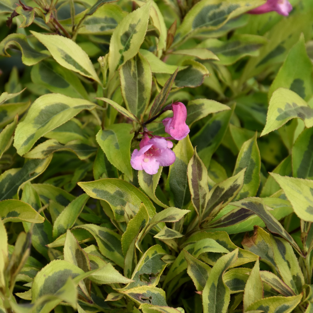 Bubbly Wine&reg; Weigela