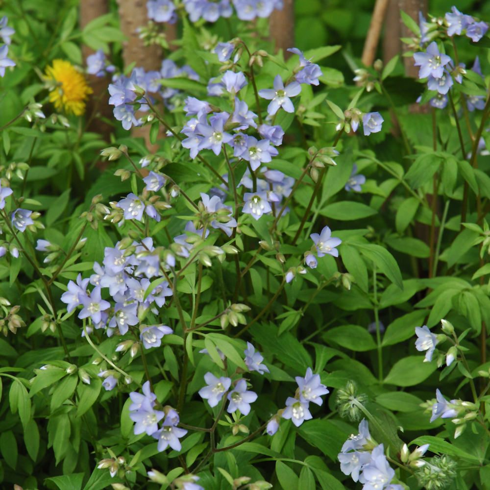 Creeping Jacob's Ladder