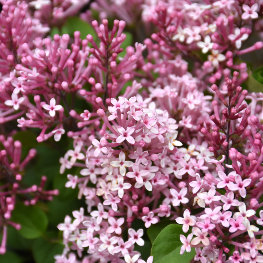 Scent And Sensibility&trade; Pink Lilac