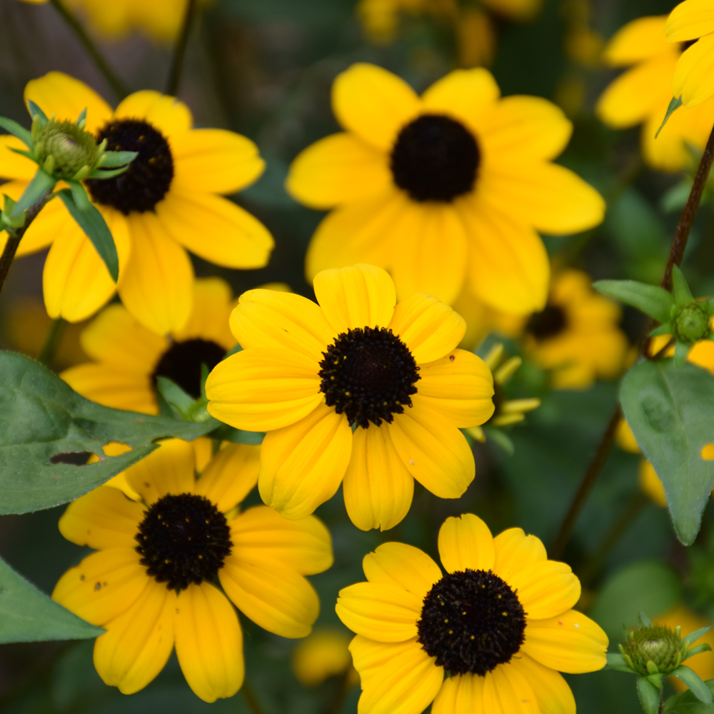 Blackjack Gold Brown Eyed Susan