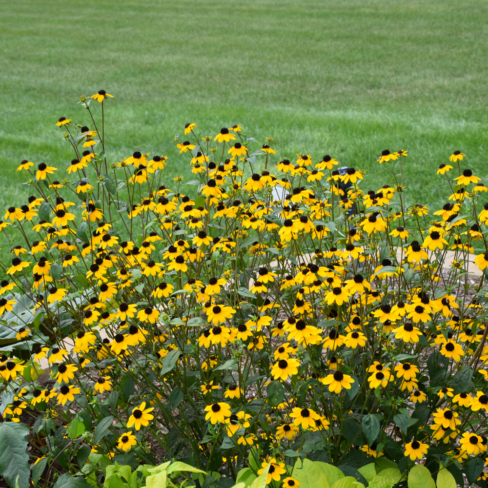 Blackjack Gold Brown Eyed Susan