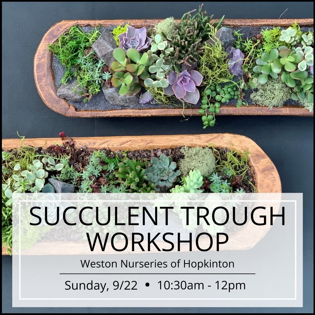 Succulent Trough Workshop - Hopkinton (sold out!)