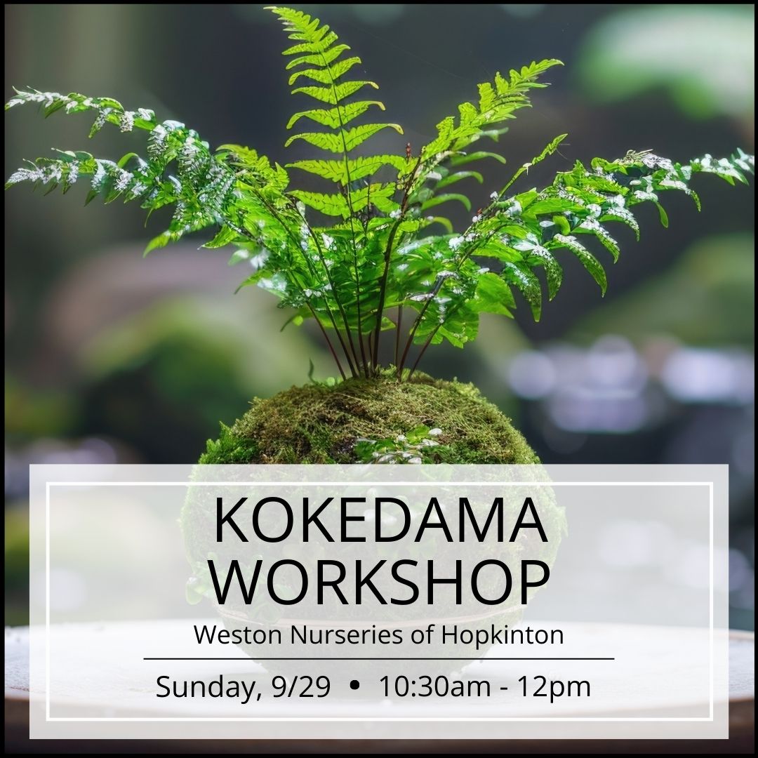 Kokedama Workshop - Hopkinton