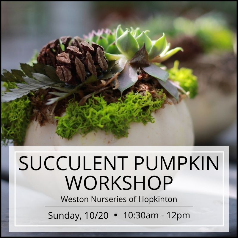 Succulent Pumpkin Workshop - Hopkinton